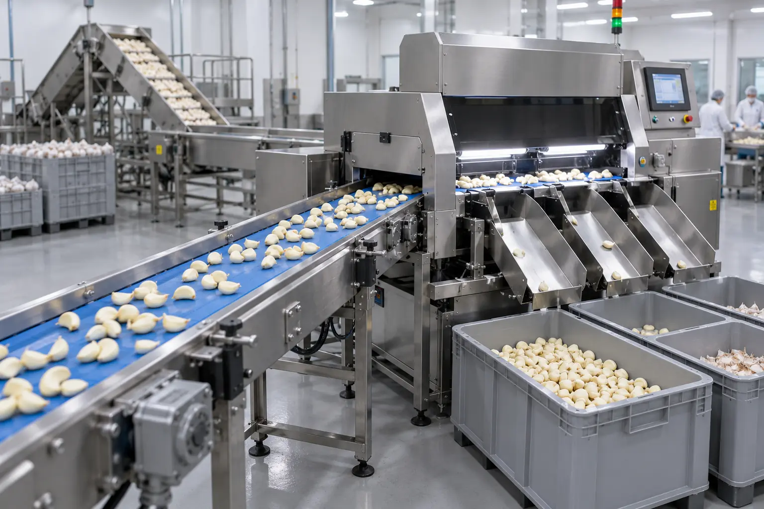 Garlic Sorting Line
