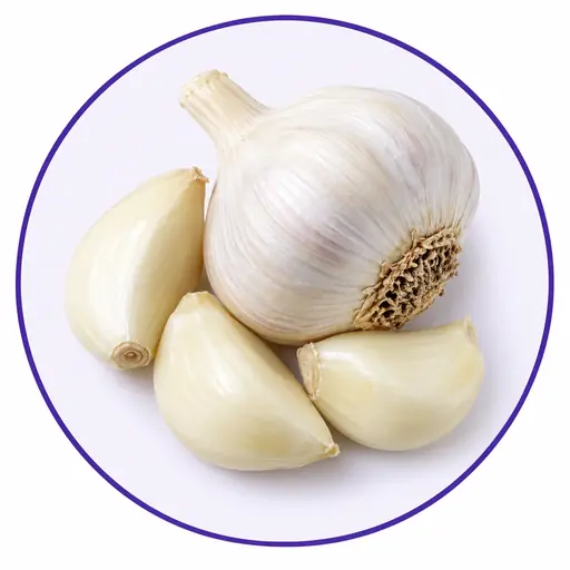 Garlic